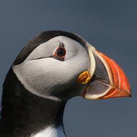 melissatltam@gmail.com